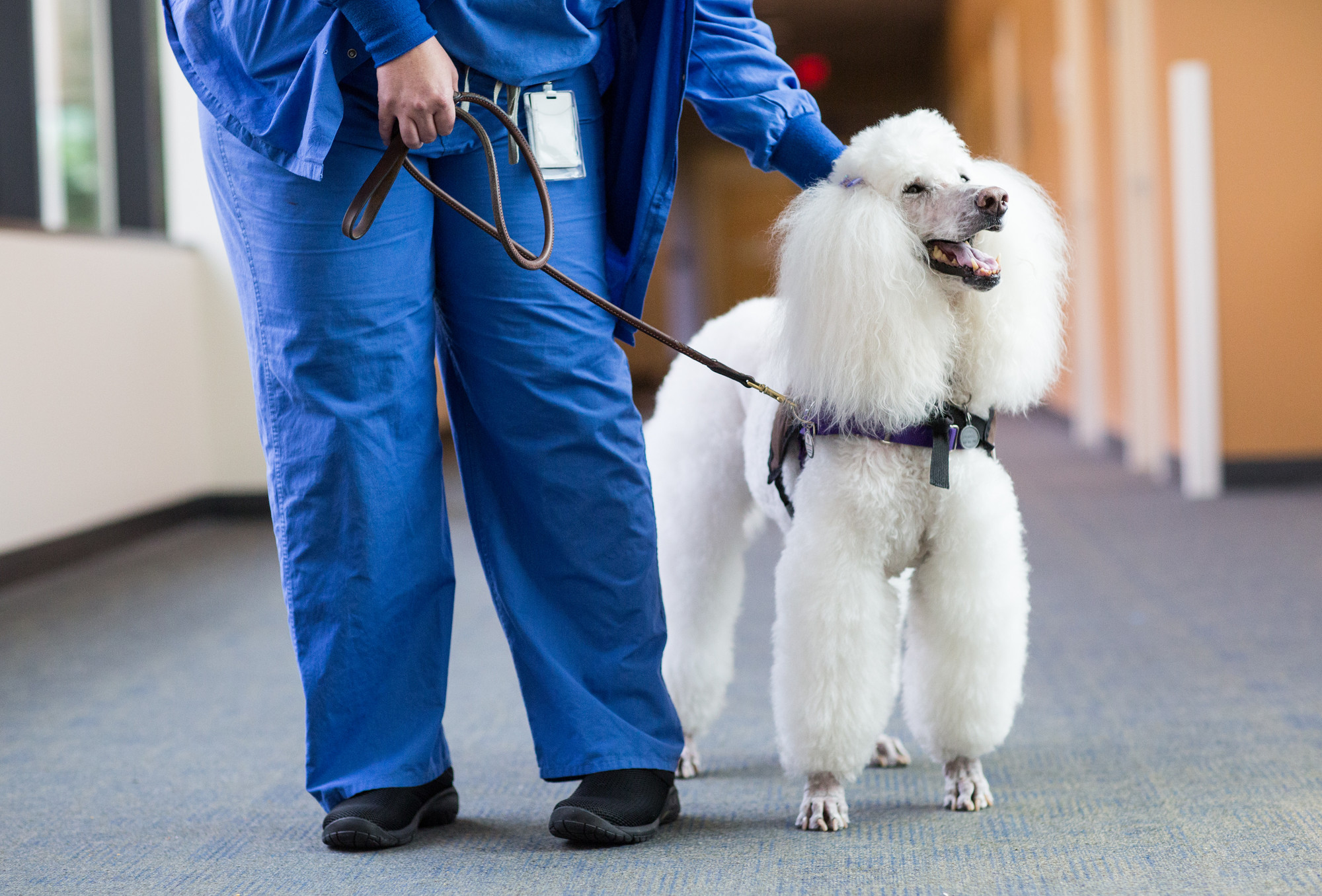 Lena the pet therapy dog